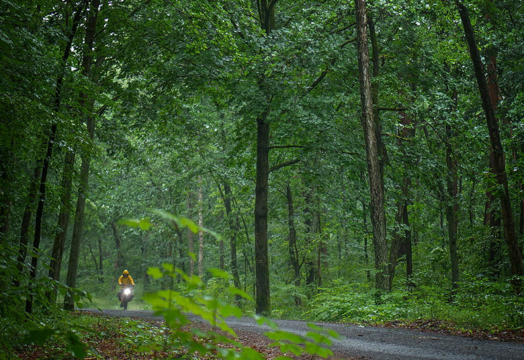 Im Wald nördlich der Bahn bei Friedrichshagen