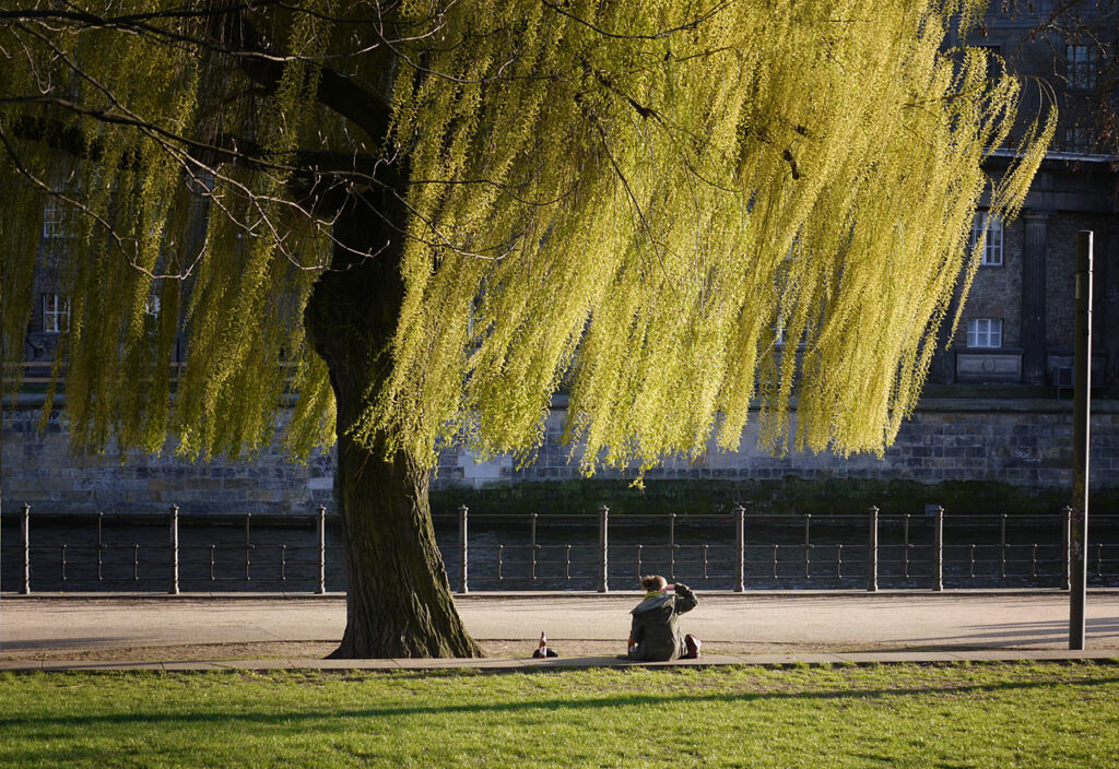 Berlin - eine Frau sitz im Sonnenuntergang unter einem Baum