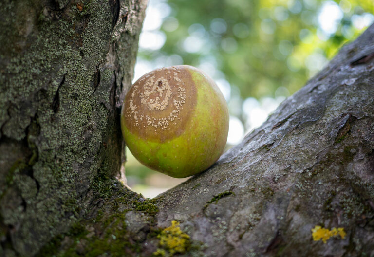 Berlin - ein fauler Apfel liegt in einem Baum