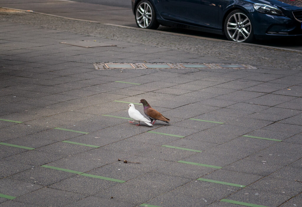 Berlin - zwei Tauben auf dem Gehweg
