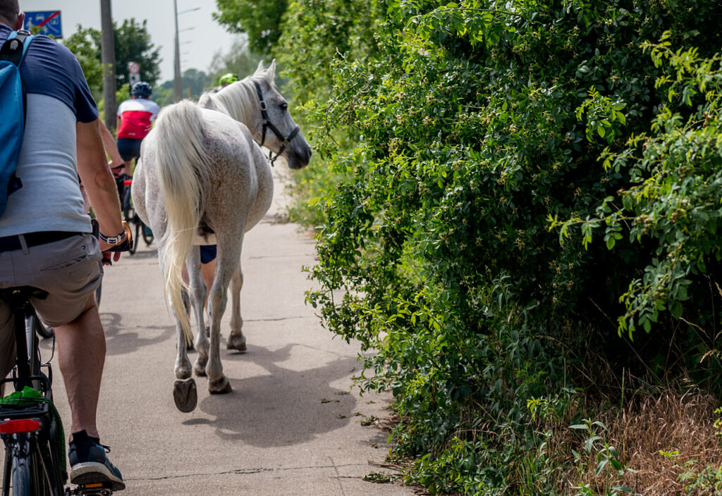 Berlin - Ein Pferd auf dem Radweg
