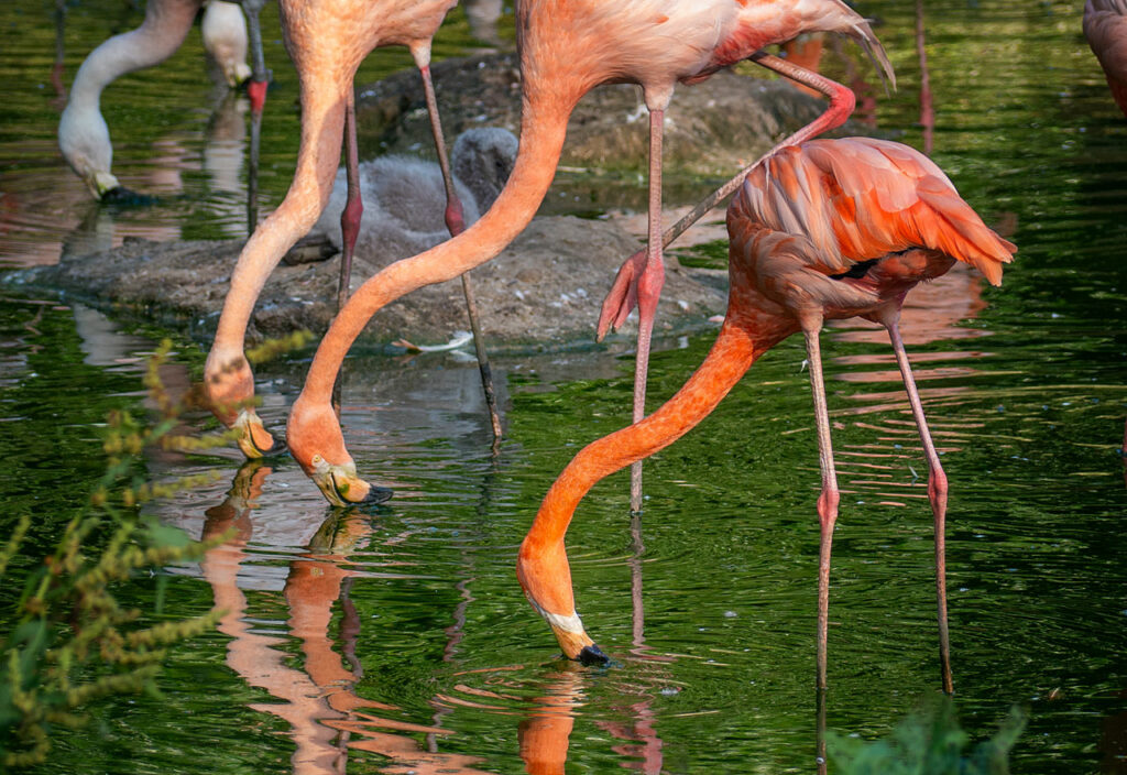 Drei Flamingos stecken ihren Kopf ins Wasser