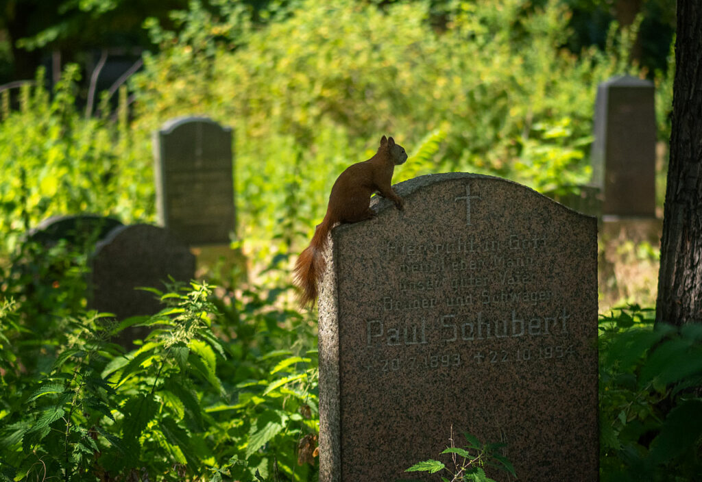 Ein Eichhörnchen auf einem Grabstein