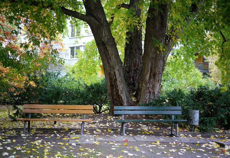 Zwei Bänke unter einem Baum inmitten von Herbstlaub