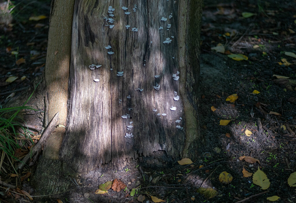 Kleine Pilze wachsen auf einem glatten Baumstamm