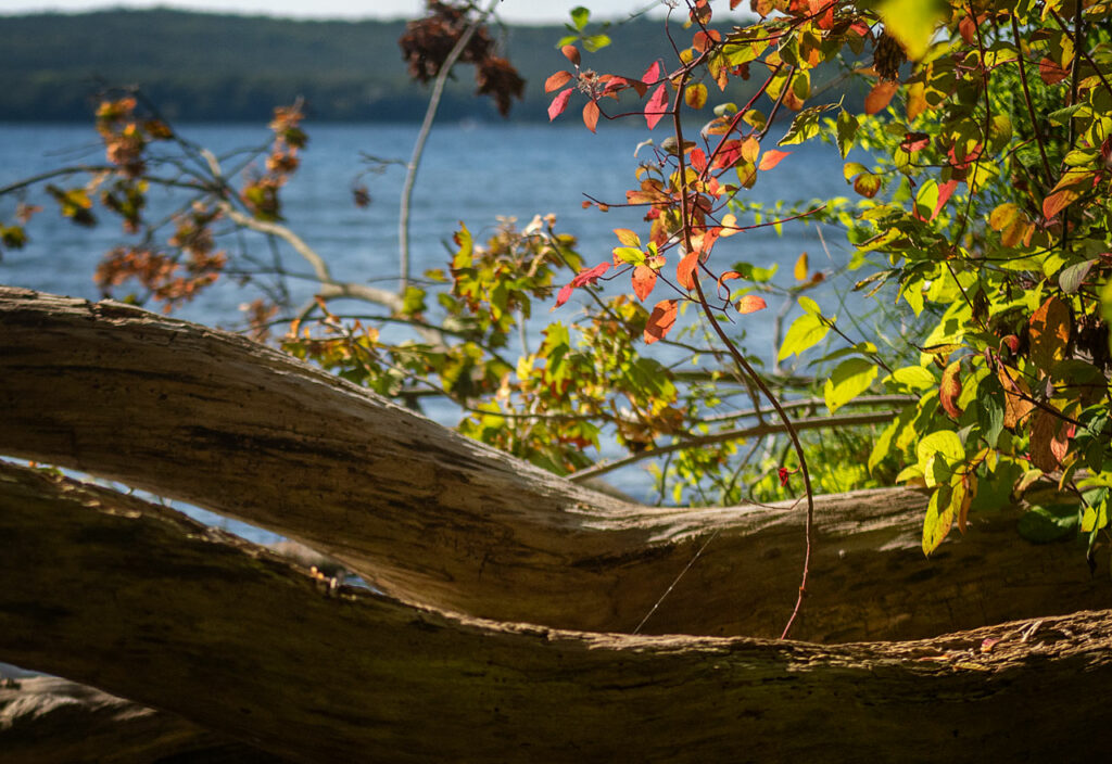 Herbstlicht am Müggelsee