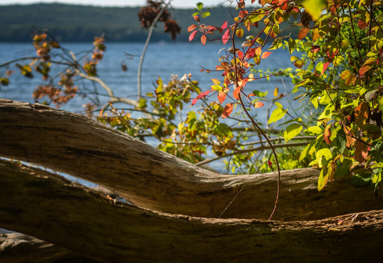 Herbstlicht am Müggelsee