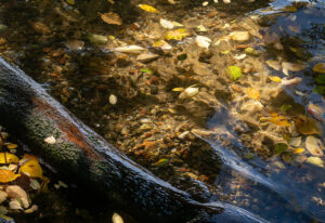 Auf dem glasklaren Wasser des Müggelsees treiben Herbstblätter