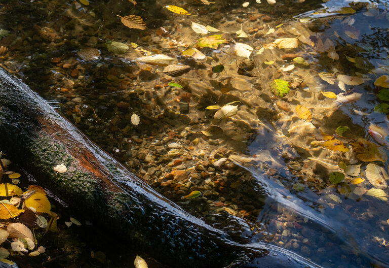 Auf dem glasklaren Wasser des Müggelsees treiben Herbstblätter