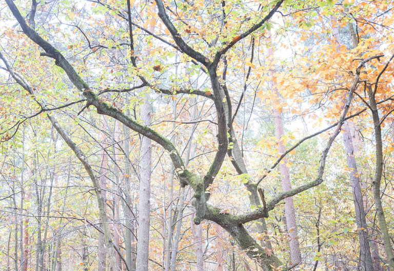 High-Key-Aufnahme vom Blätterdach des Herbstwaldes in Friedrichshagen