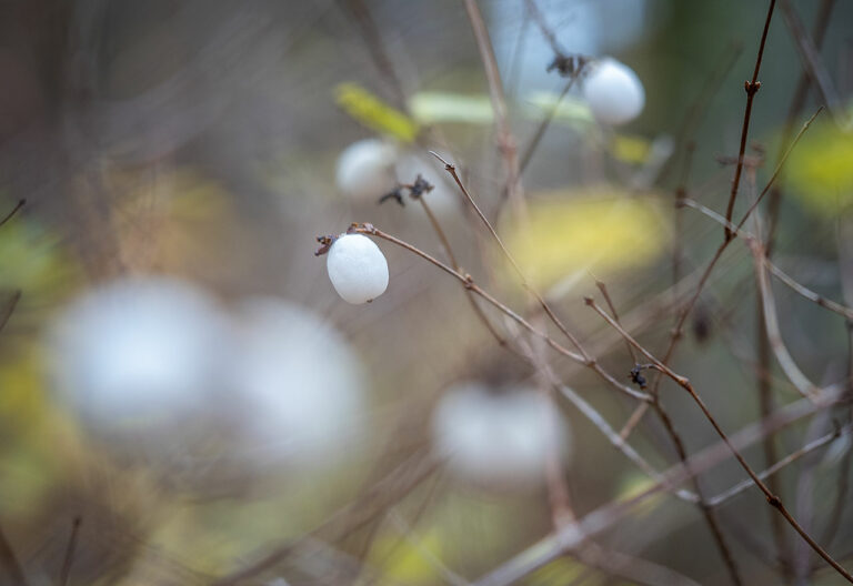 Symphoricarpus racemosus, auch Schneebeere genannt, im Wald von Friedrichshagen