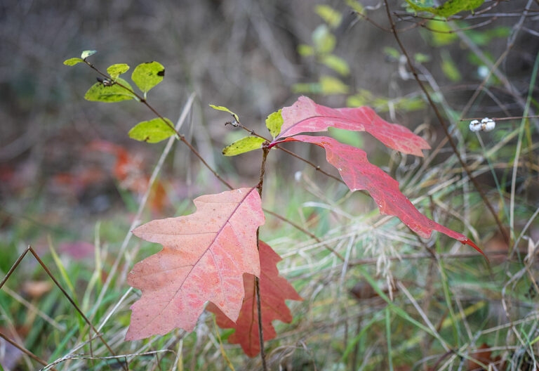 Rote Blätter im Wald von Friedrichshagen